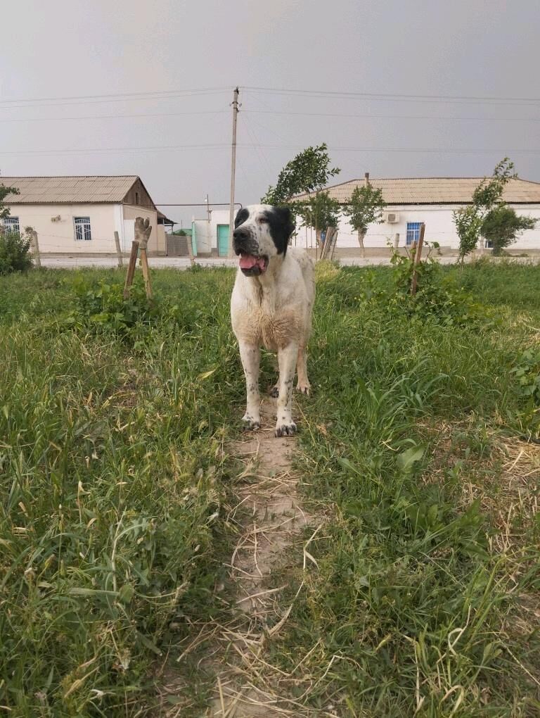 Alabay - Кака - img 2