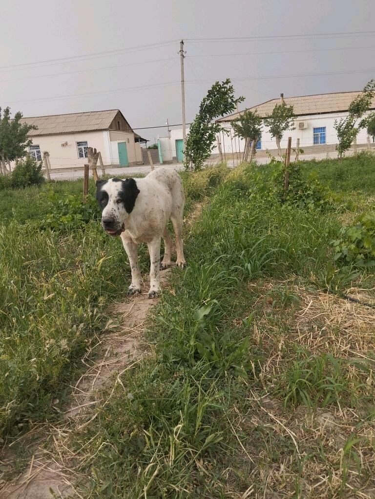 Alabay - Кака - img 3