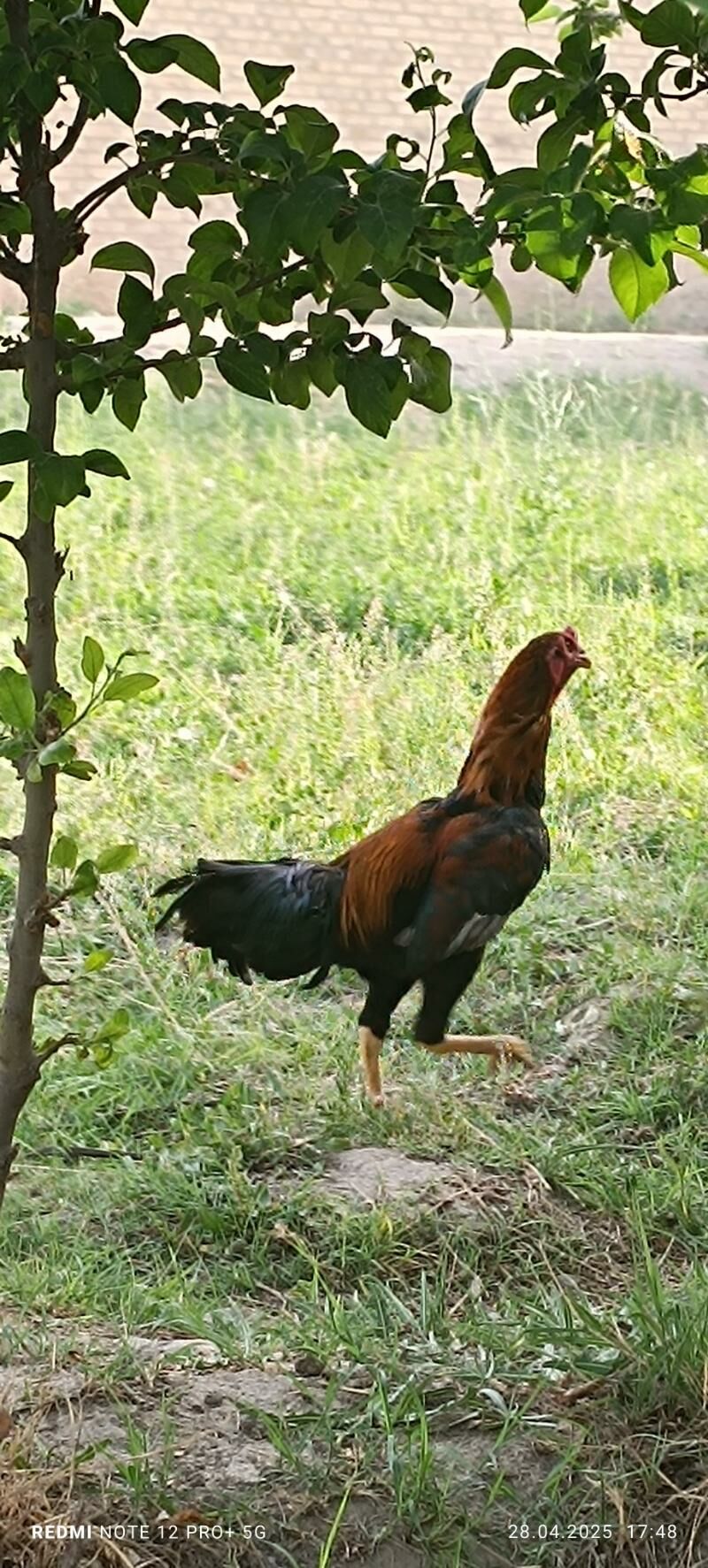 horaz - Türkmenabat - img 3