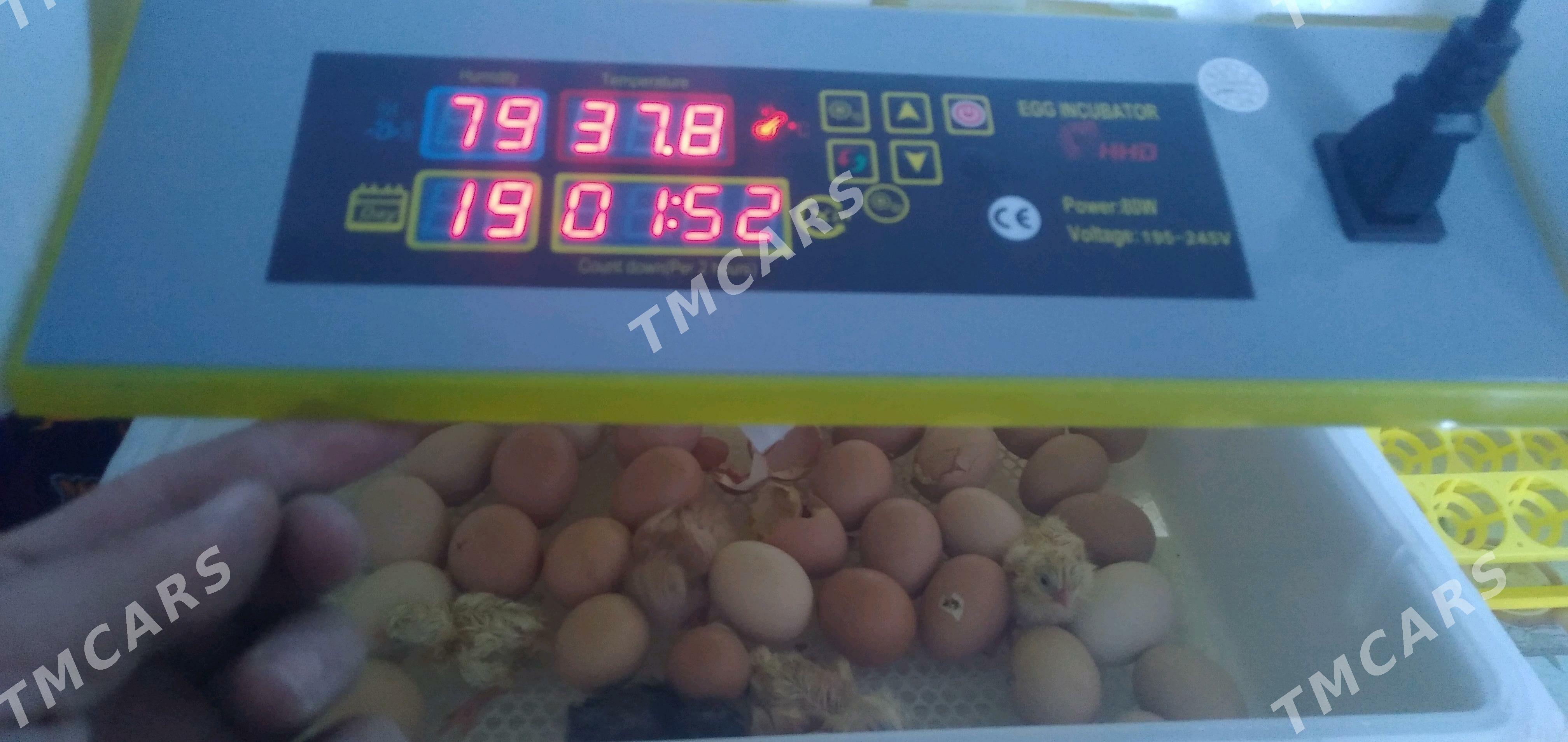инкубатор inkubator - Daşoguz - img 6