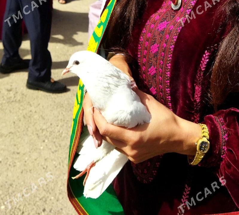 gyzyl pommah - Aşgabat - img 2