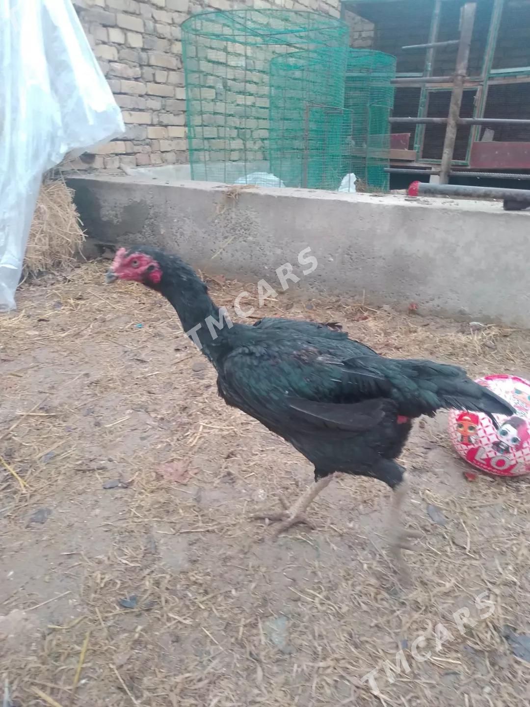 ÖZBEK TOWUKLAR - Туркменабат - img 6