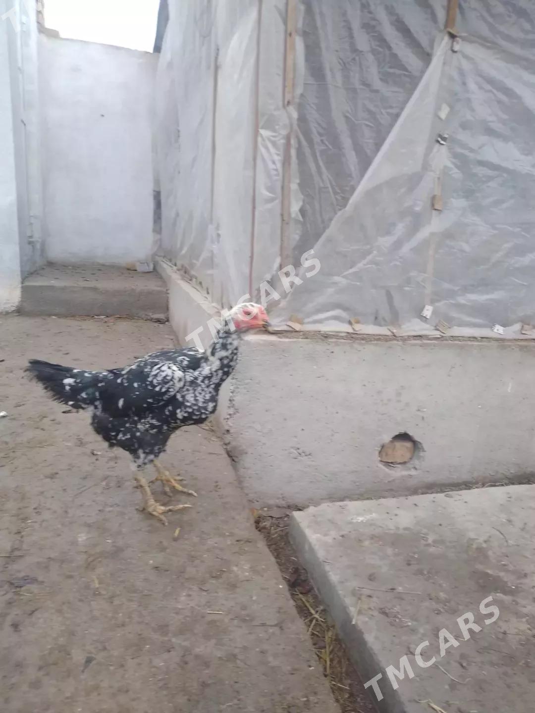 ÖZBEK TOWUKLAR - Туркменабат - img 4