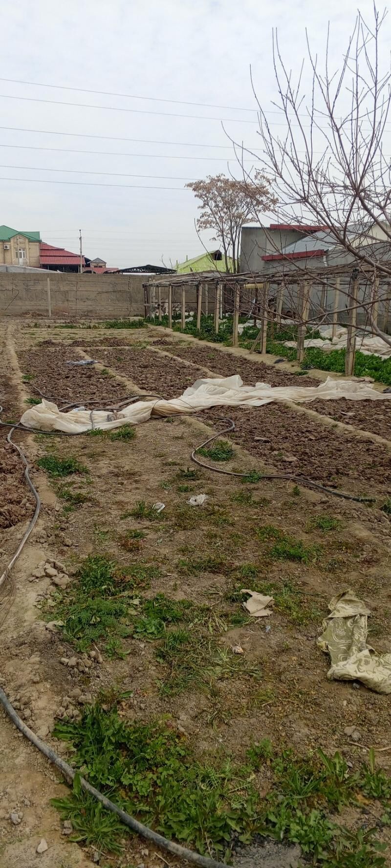 AŞGABAT AKDAŞAÝAK - Büzmeýin - img 7
