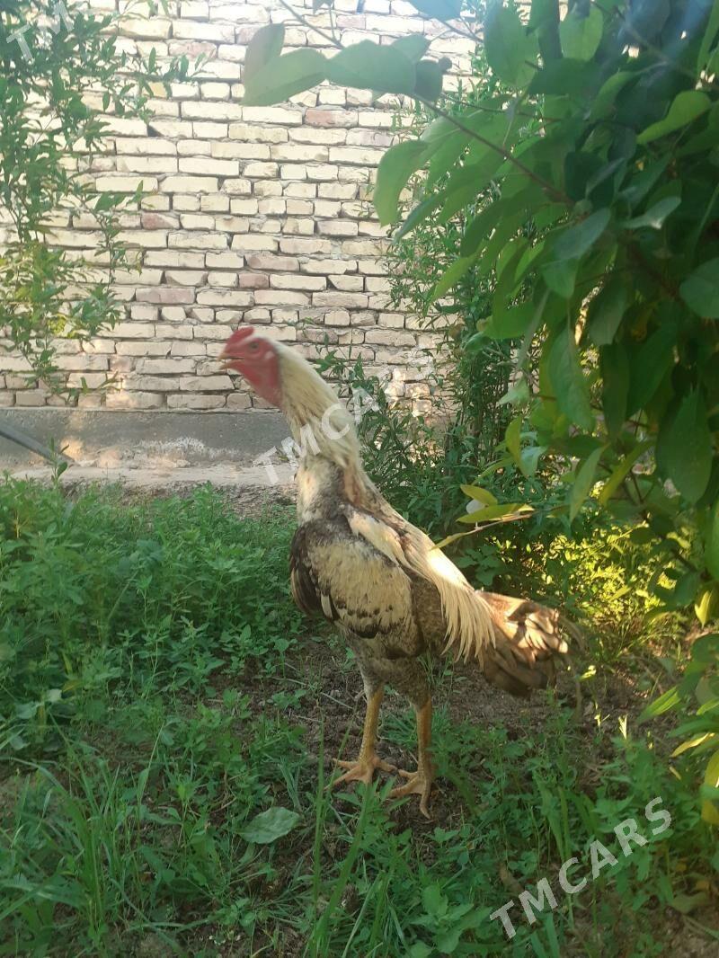 ÖZBEK TOWUKLAR - Туркменабат - img 7