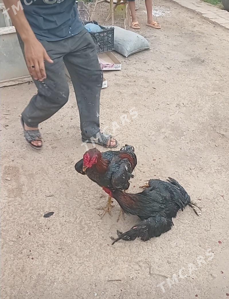 horaz - Çärjew - img 2