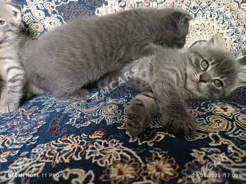 Котята вислоухие - Türkmenabat - img 2
