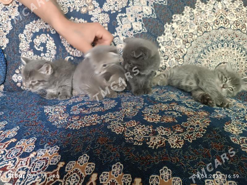 Котята вислоухие - Türkmenabat - img 6