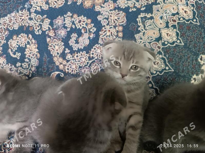 Котята вислоухие - Türkmenabat - img 4