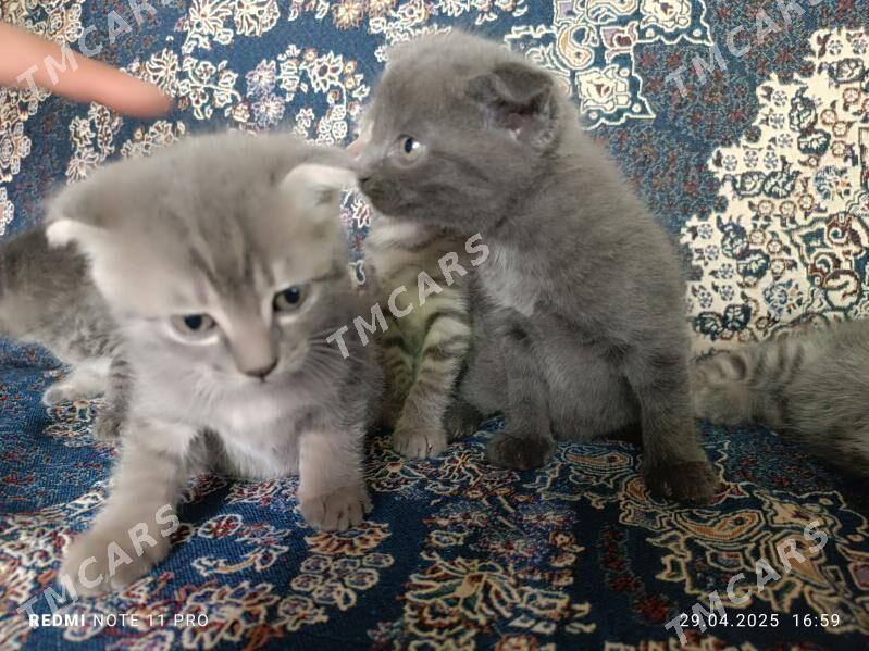 Котята вислоухие - Türkmenabat - img 5