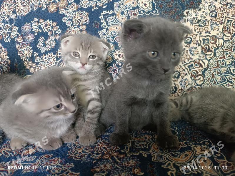 Котята вислоухие - Türkmenabat - img 3