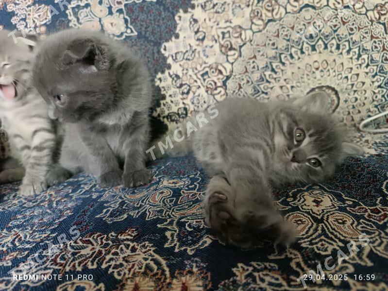 Котята вислоухие - Türkmenabat - img 8