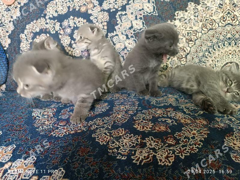 Котята вислоухие - Türkmenabat - img 9