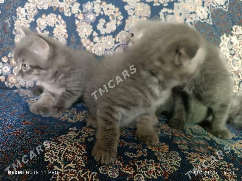 Котята вислоухие - Türkmenabat - img 7