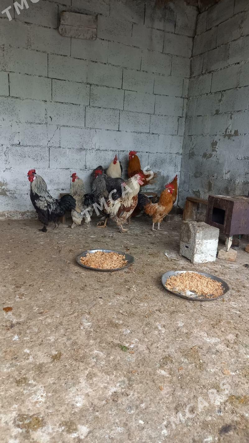 Horozlar yasajyk - Aşgabat - img 2
