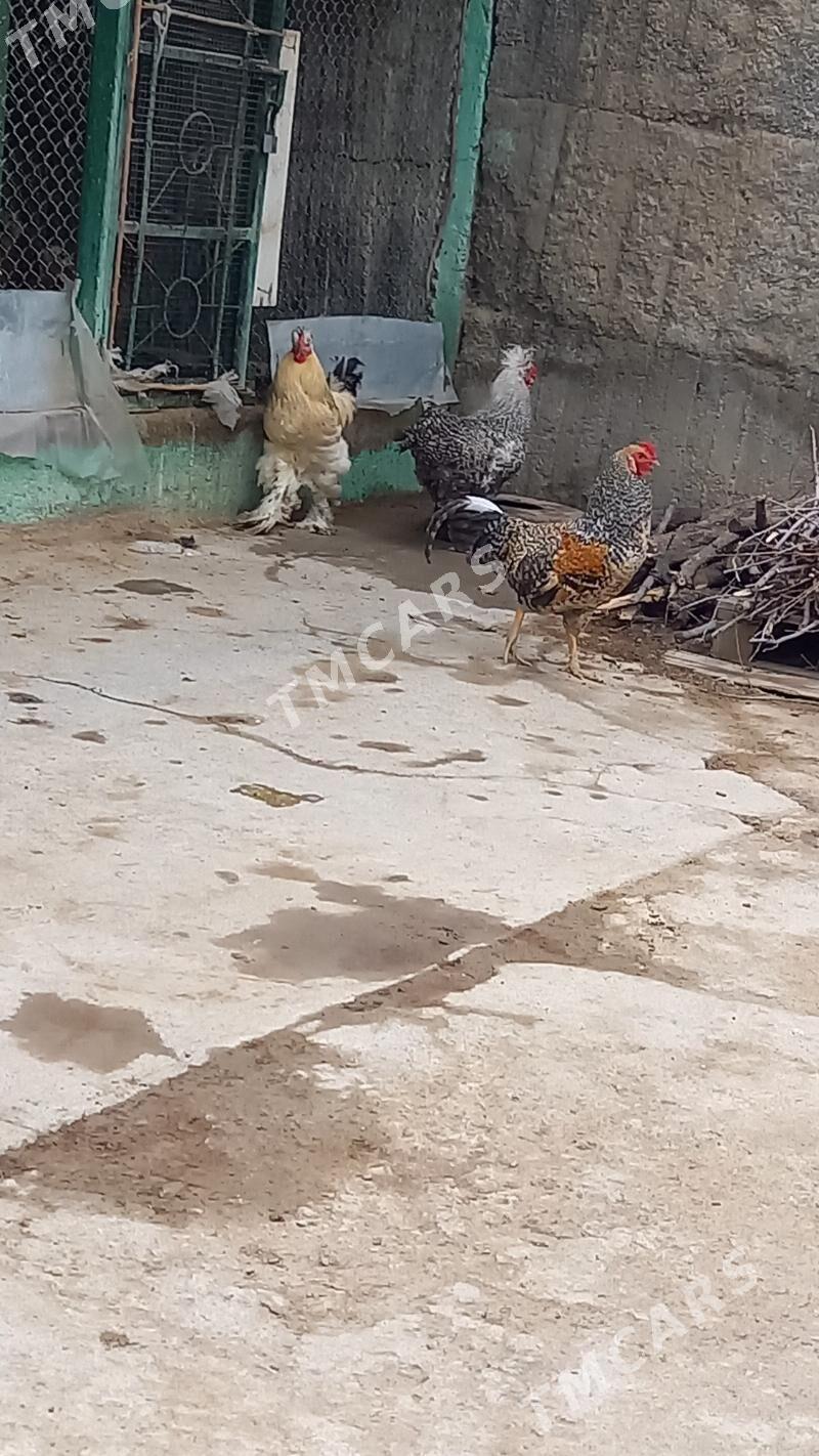Horozlar yasajyk - Aşgabat - img 3