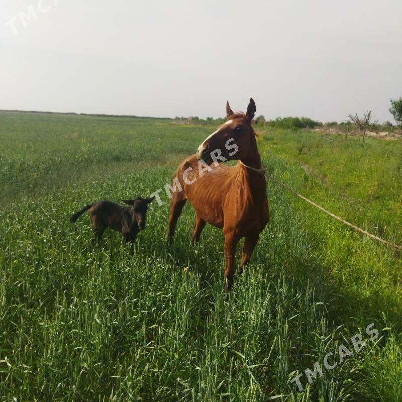 Taýly baýtal - Kerki - img 2