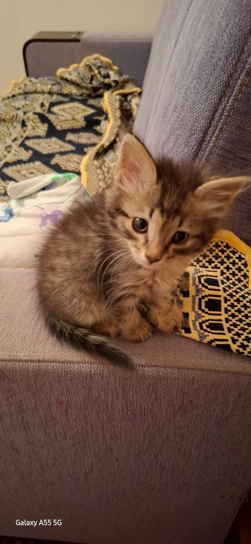 котёнок девочка в добрые руки - 11 мкр - img 2