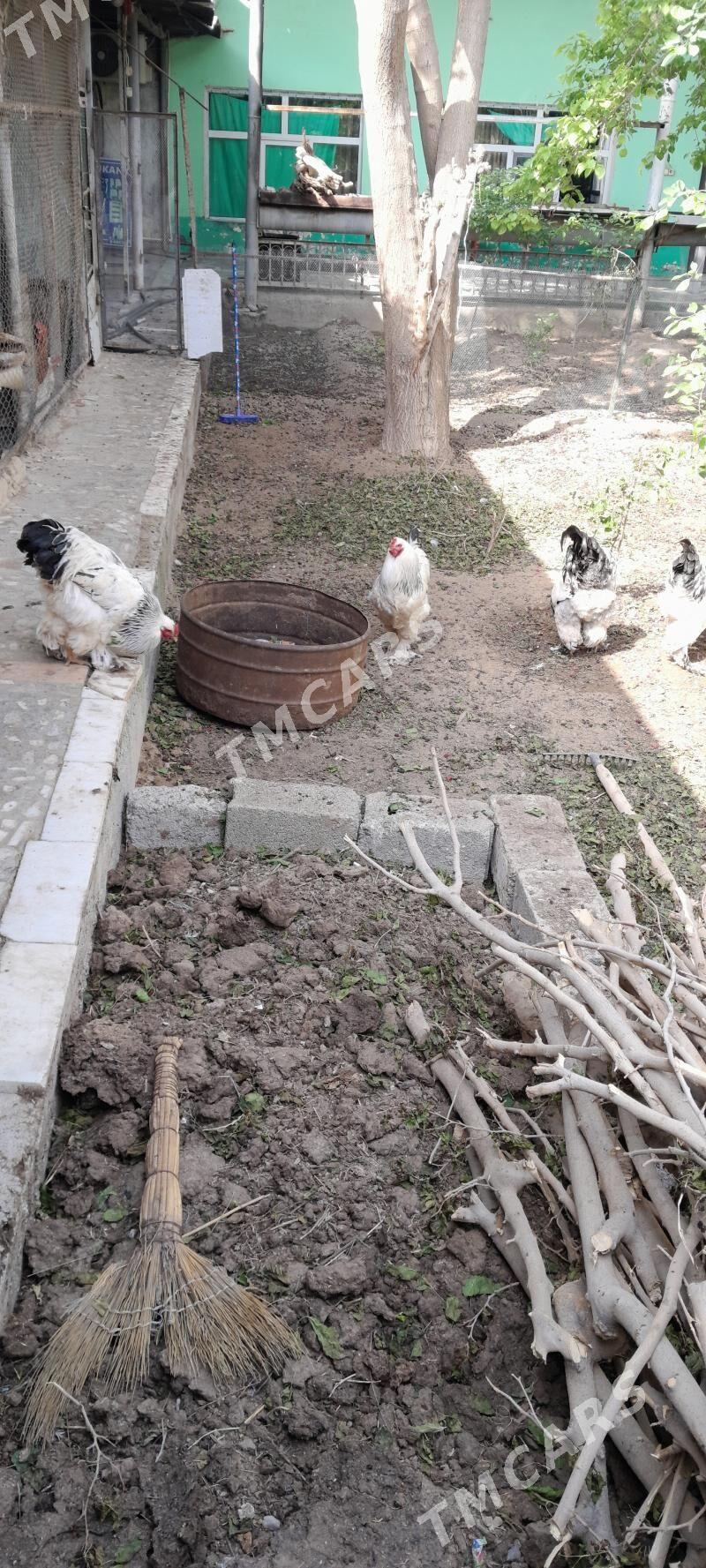 brama horazy - Çoganly - img 2