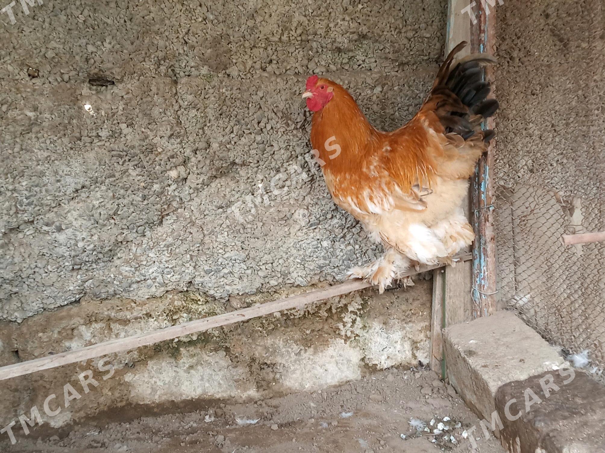 Brama - Köşi - img 2