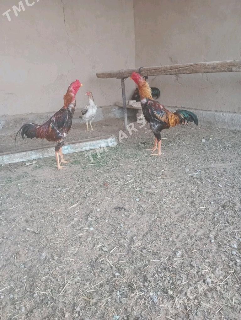ttaşkent horaz - Мары - img 3