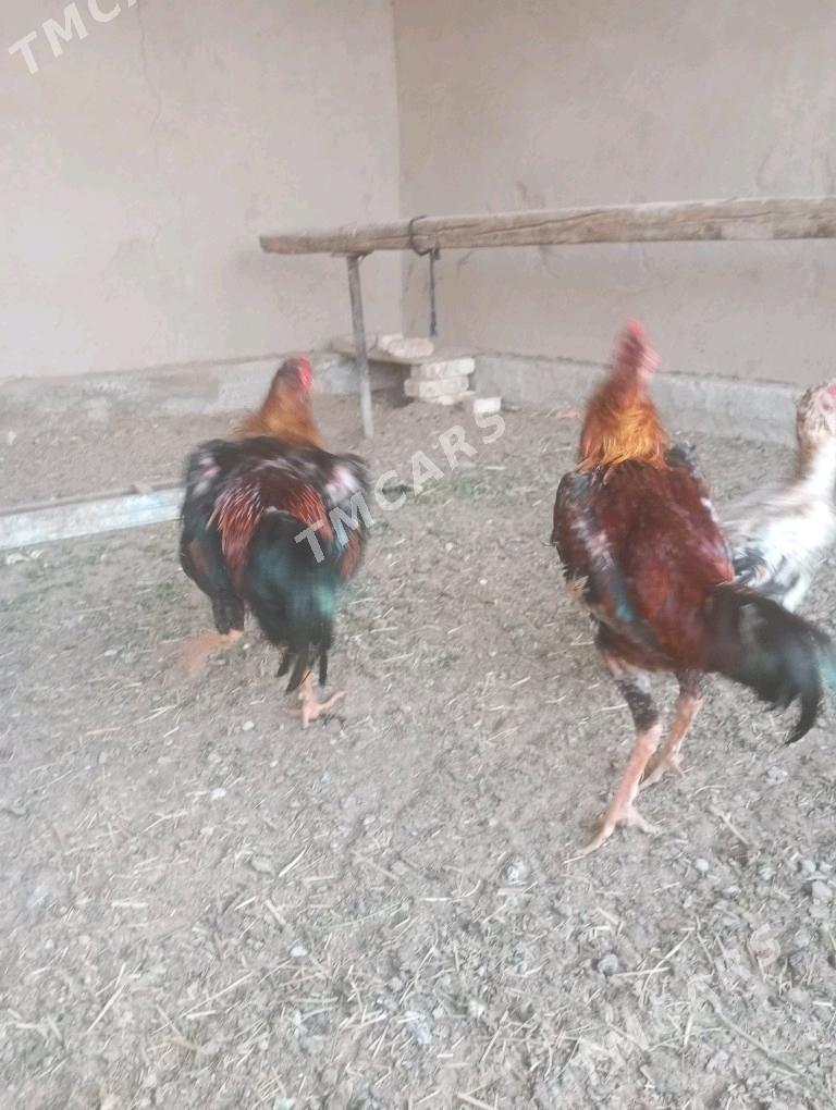 ttaşkent horaz - Мары - img 2