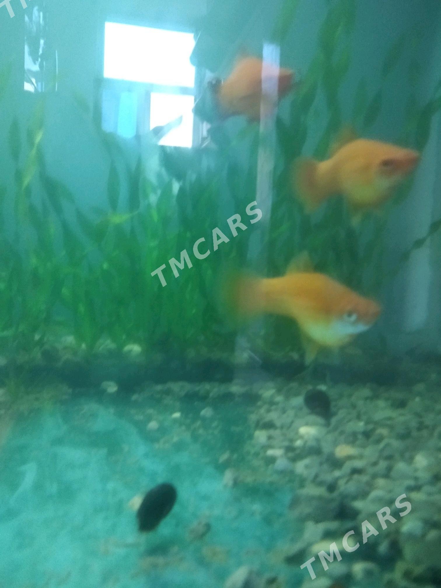 Gigant micinos - Daşoguz - img 2