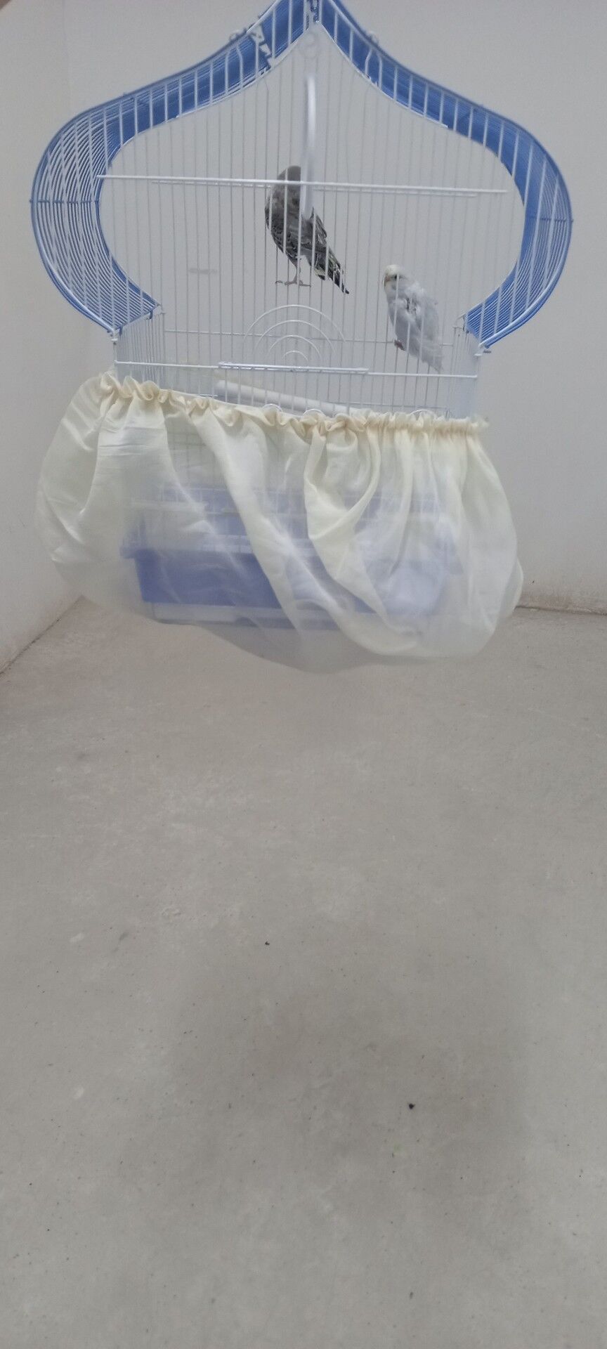 Popugay - Aşgabat - img 3