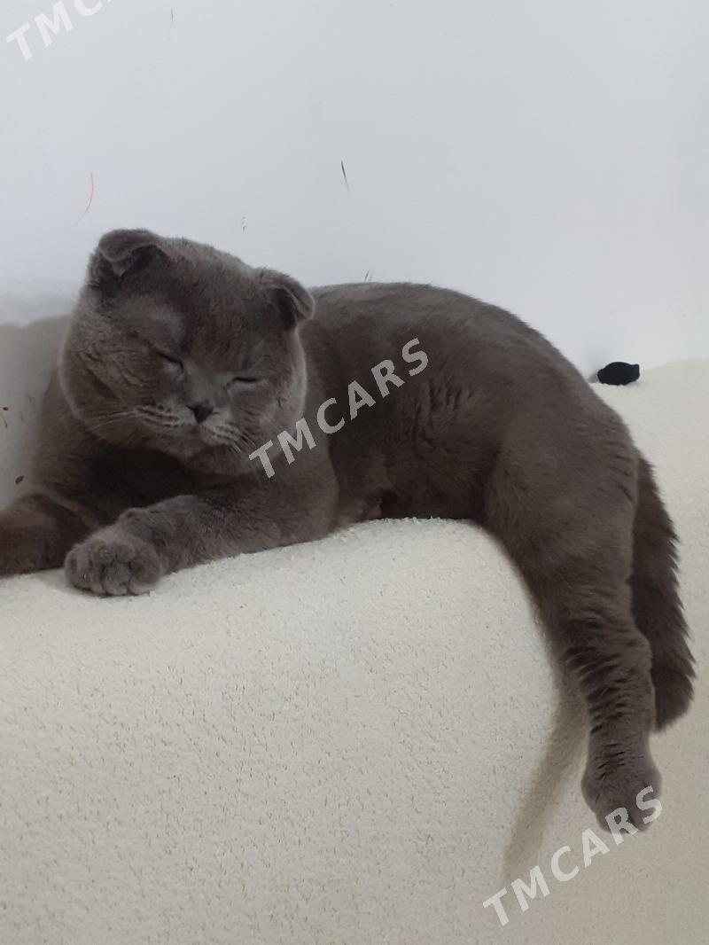 Кот - Дашогуз - img 2