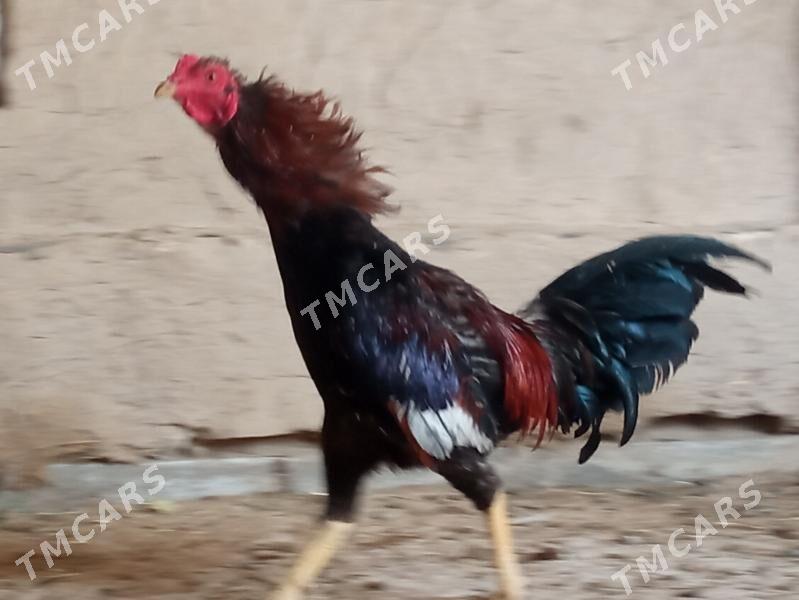 BAÝSY - Baýramaly - img 2