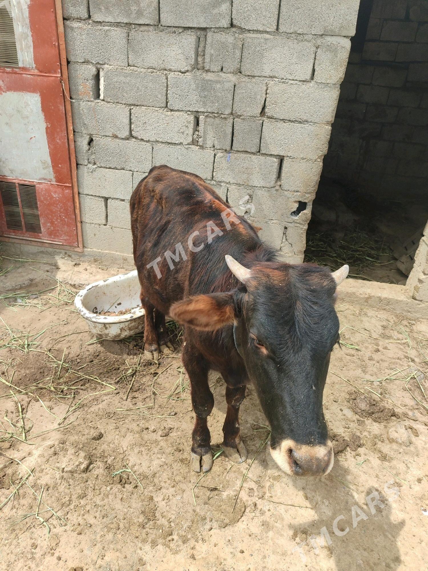 Őkuzçe - Çoganly - img 2