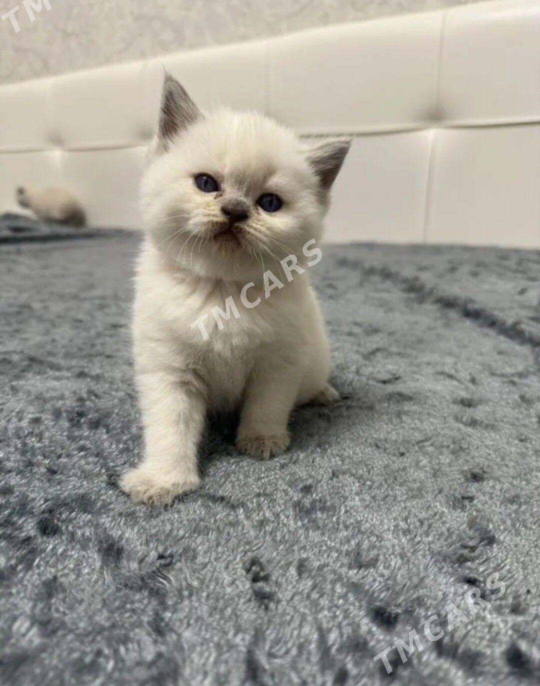 Чистокровные котята - Ашхабад - img 2