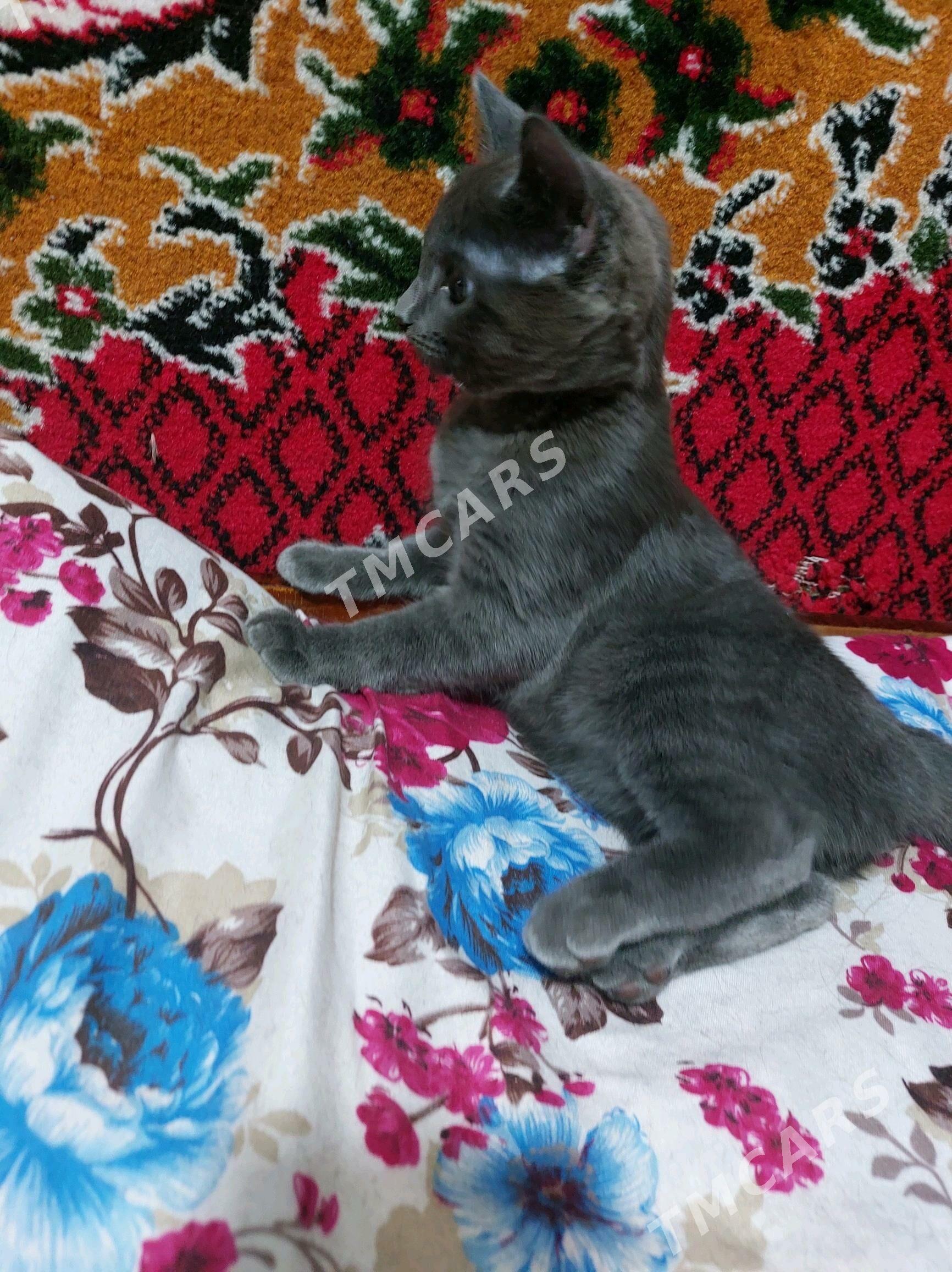 Кошка pisik - Türkmenabat - img 2