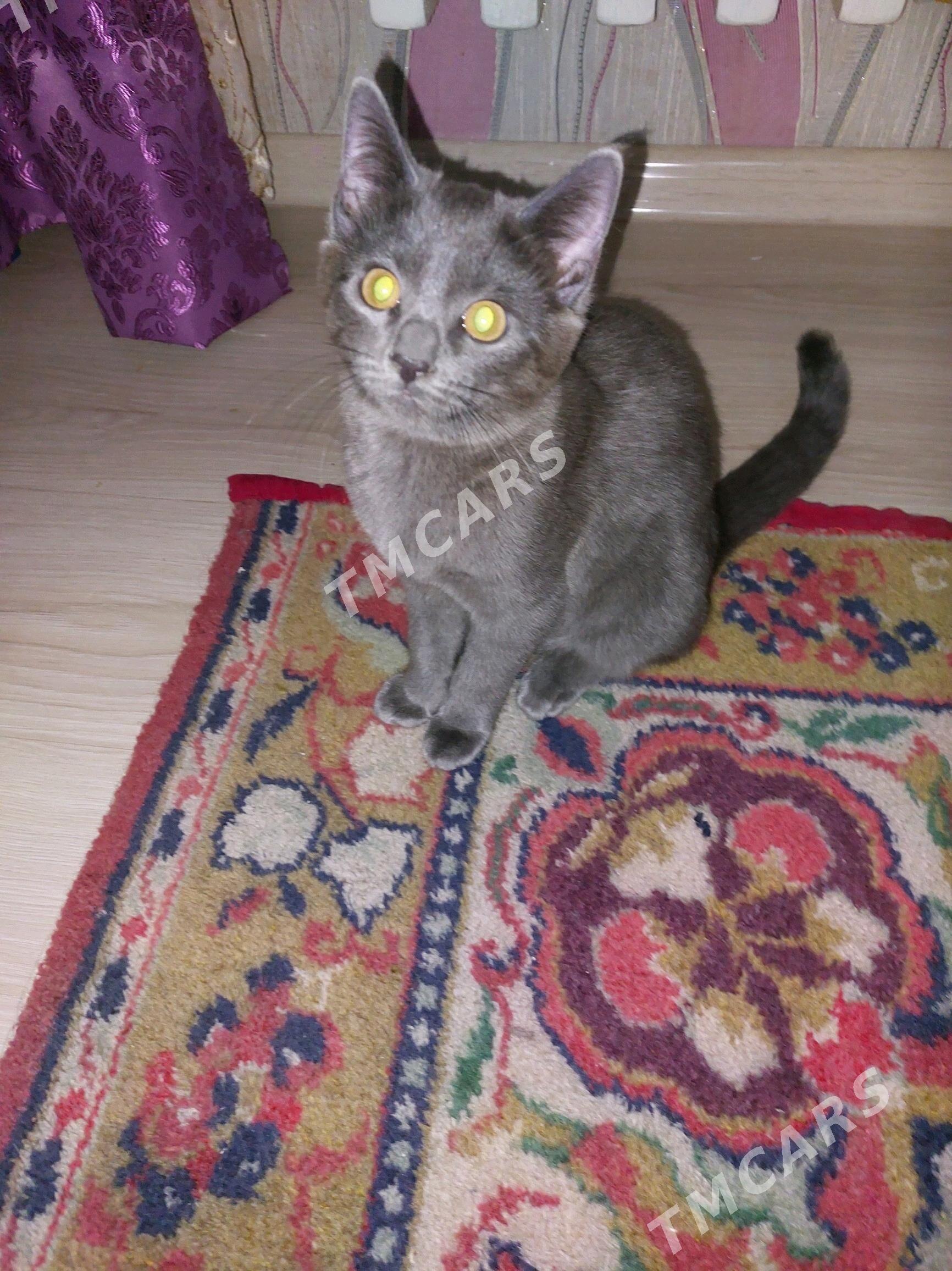 Кошка pisik - Türkmenabat - img 3
