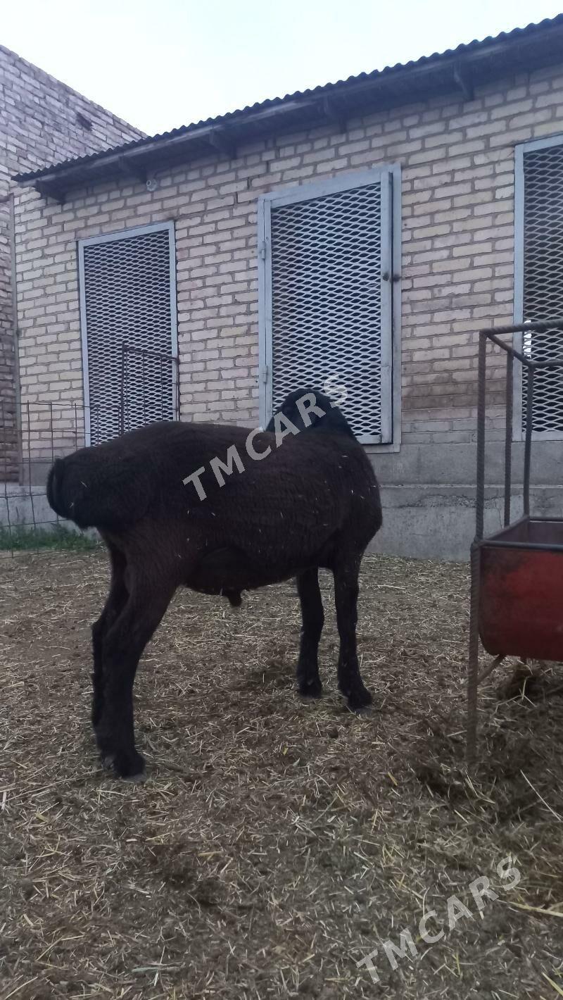 Goç - Туркменабат - img 2