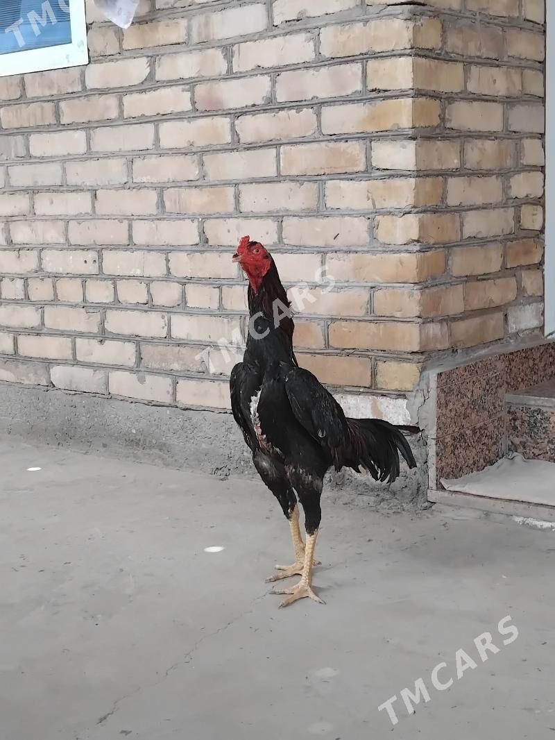 turk - Türkmenabat - img 2