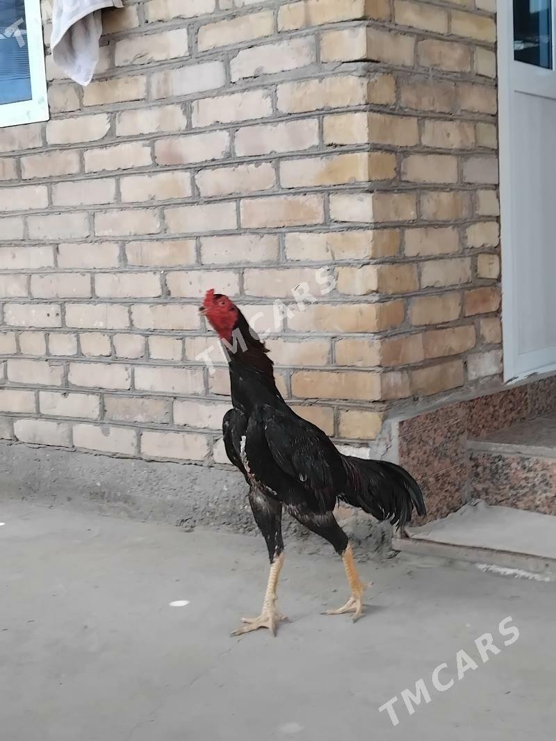 turk - Türkmenabat - img 3