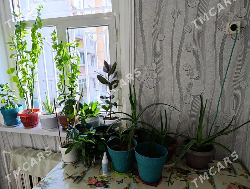 aloe gül - Mary - img 2