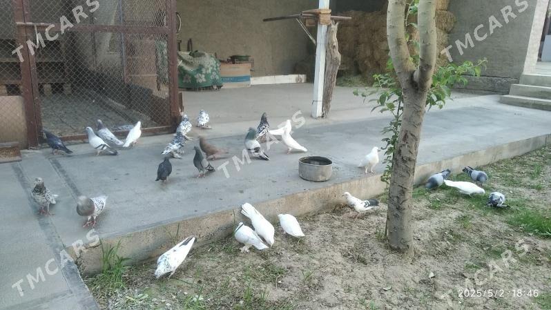 kepderi - Mary - img 10
