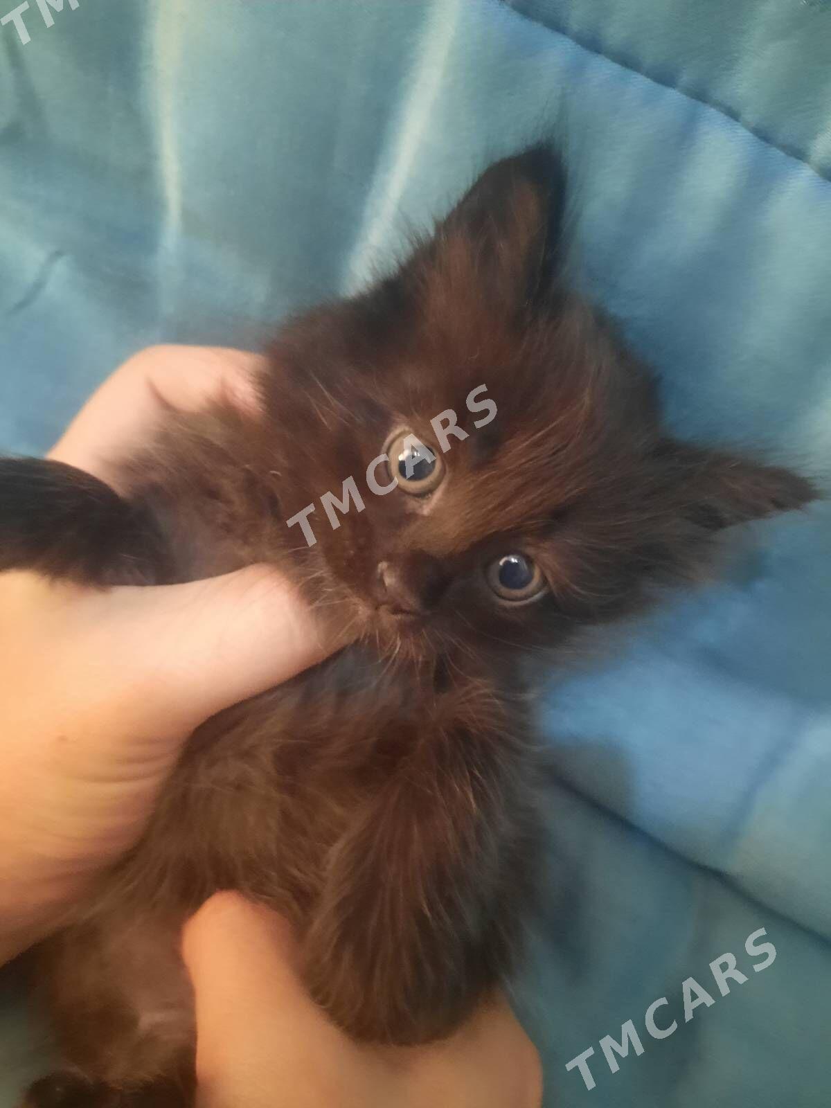 Котята Pişik - 30 mkr - img 2