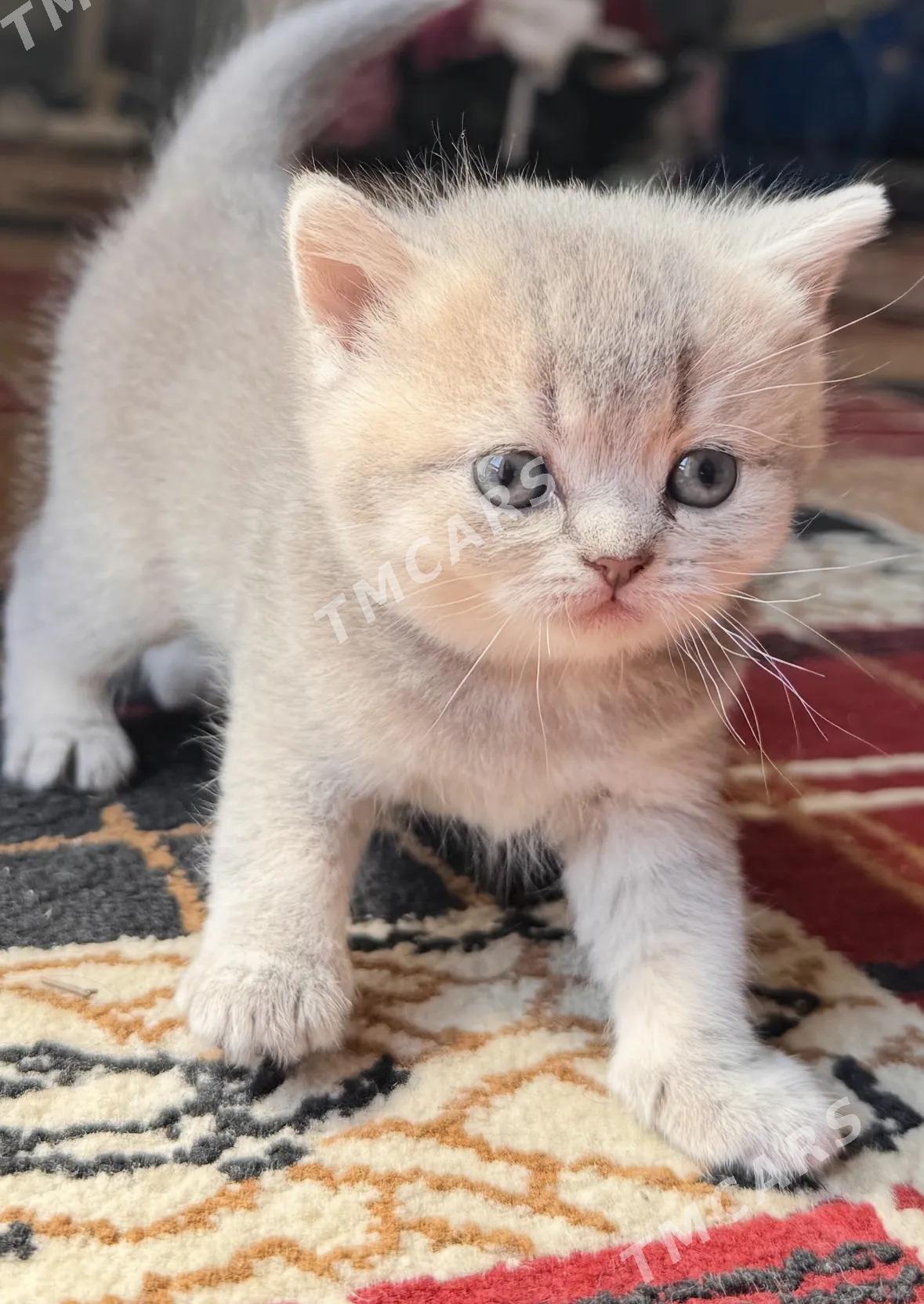 Шотландский чистокровный кошк - Хитровка - img 2