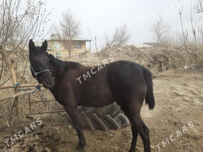 baytal - Дянев - img 7