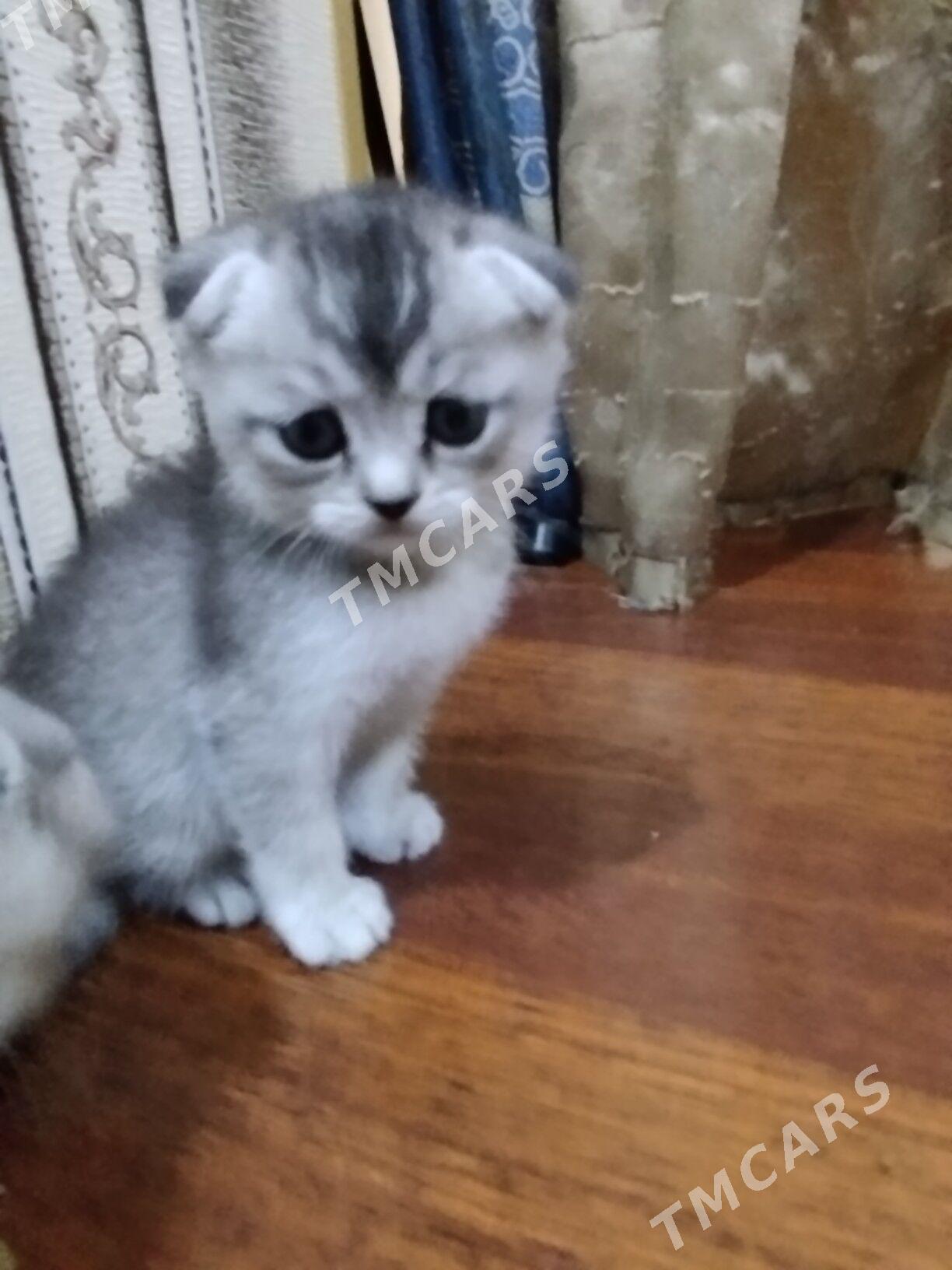 котята шотландские шиншиллы - Ашхабад - img 3