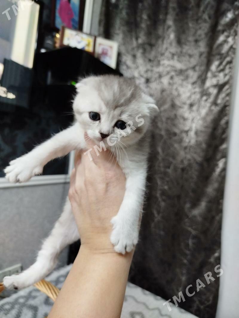 котята шотландские шиншиллы - Ашхабад - img 4