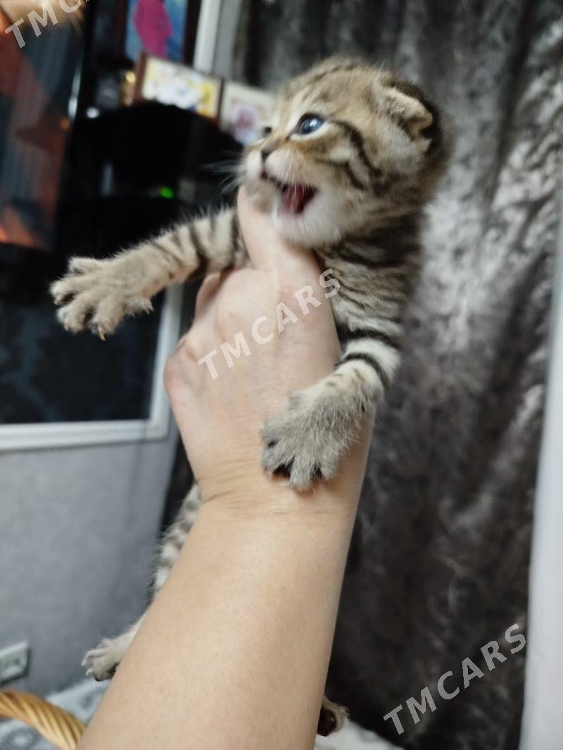 котята шотландские шиншиллы - Ашхабад - img 7