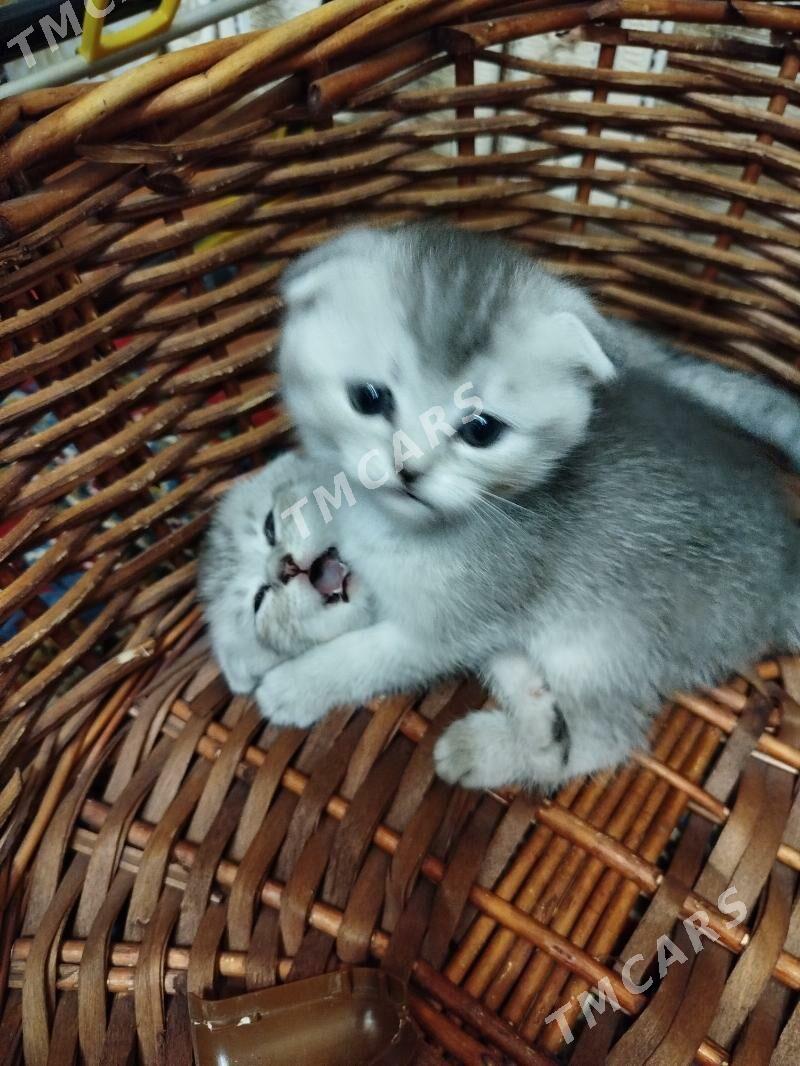 котята шотландские шиншиллы - Ашхабад - img 9