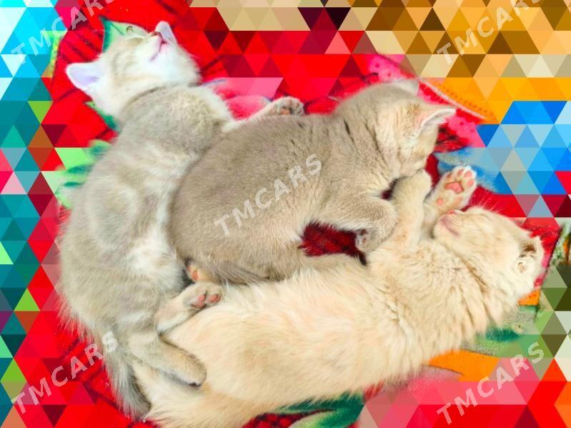 ШОТЛАНДСКИЕ КОТЯТА - Ашхабад - img 3