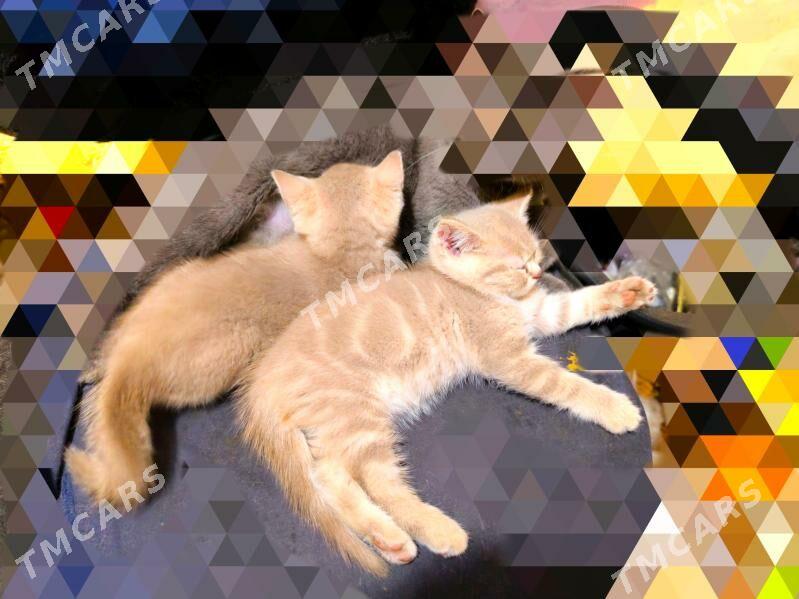 ШОТЛАНДСКИЕ КОТЯТА - Ашхабад - img 2