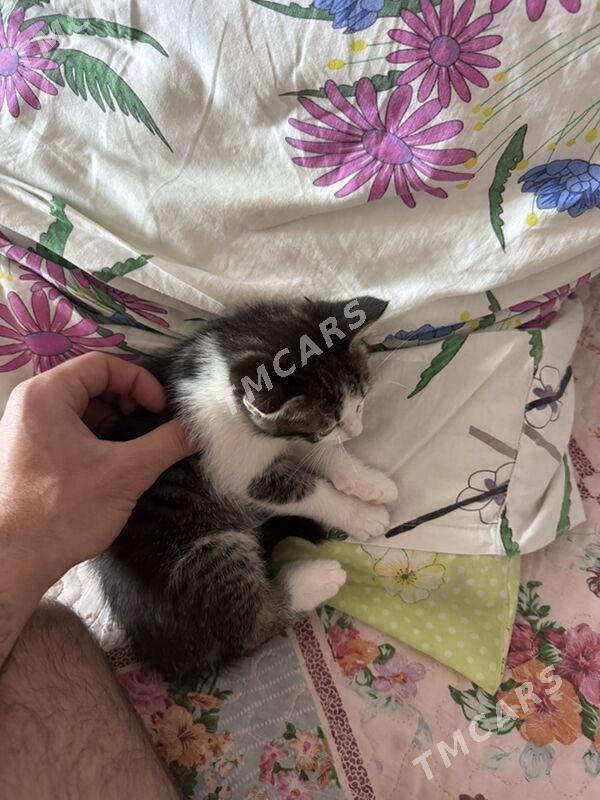 котята - Türkmenbaşy - img 2