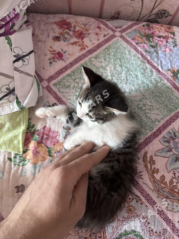 котята - Türkmenbaşy - img 4